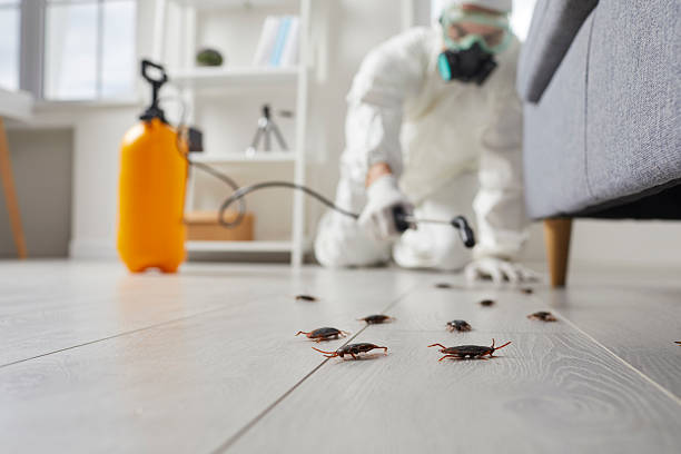 Commercial Kitchen Cockroach Control in Walnut